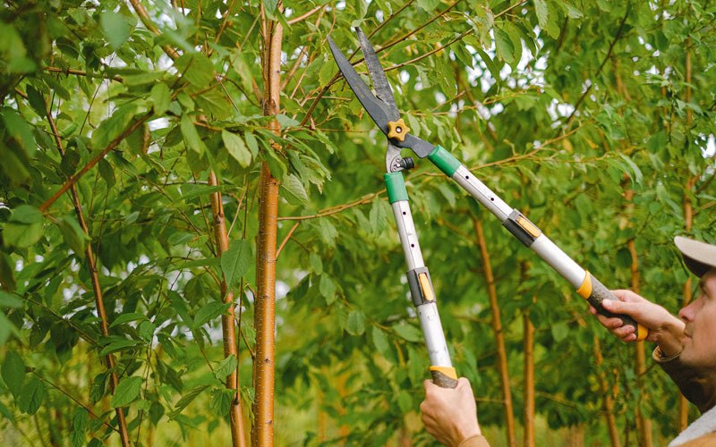 Tree trimming in Ricketts, IA